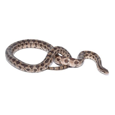 Prairie King Snake